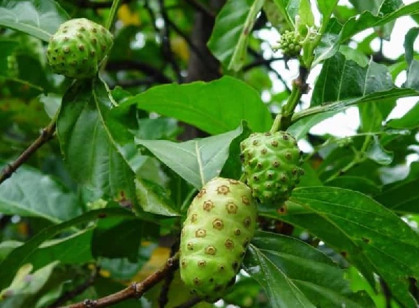 cong dung phu cua qua nhau