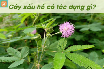 cay xau ho co tac dung gi