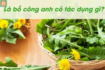 la bo cong anh co tac dung gi