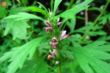 tac dung cay ich mau